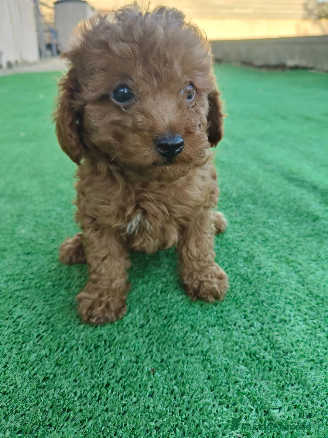 Caniche Toy perros en venta: Caniche Toy - Anuncio 8