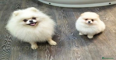 Pomerania perros - Anuncio 2