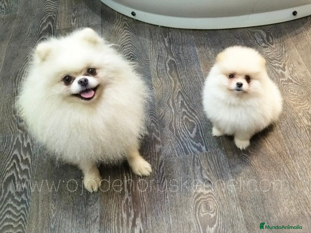 Pomerania perros en venta: Pomerania ositos Boo toy 🐾✨ - Imagen 3