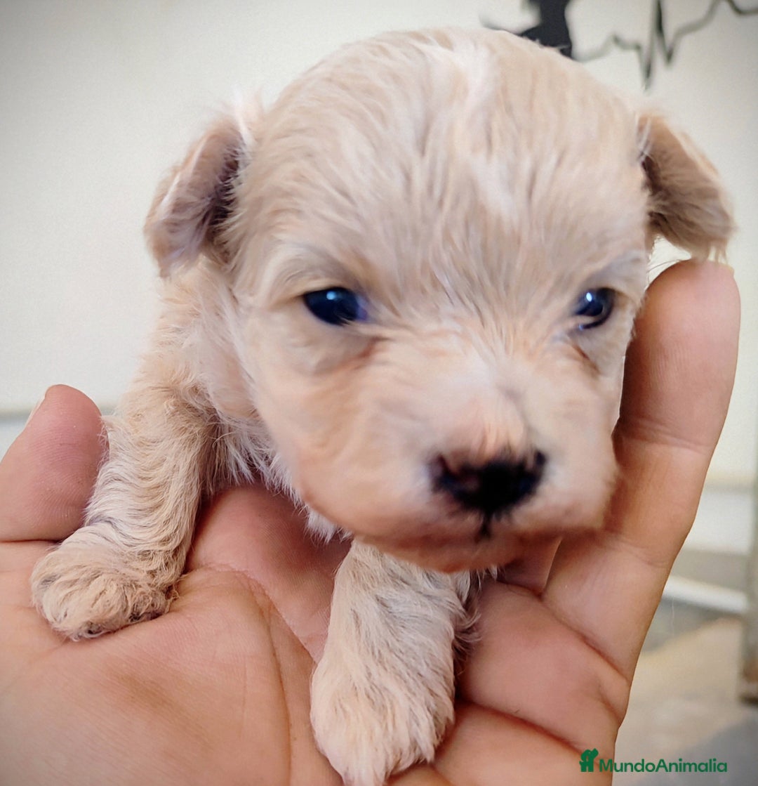 Maltipoo perros en venta: Maltipoo cachorros  - Anuncio 5