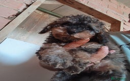 Caniche Toy perros en venta: CANICHE TOY HEMBRA Y MACHO  - Imagen 2