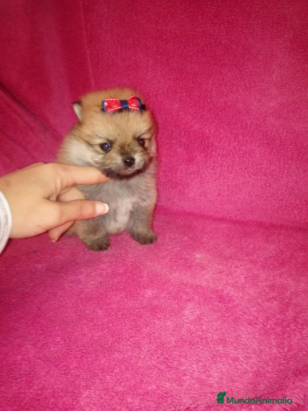 Pomerania perros en venta: Pomerania de Lulú en Badajoz - Anuncio 2