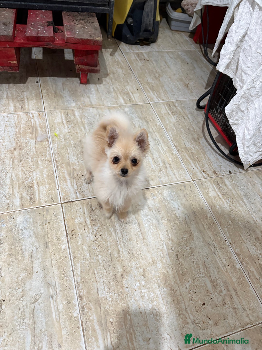 Pomerania perros en venta: Pomerania micro Toy 7 meses 790gramos  - Anuncio 13