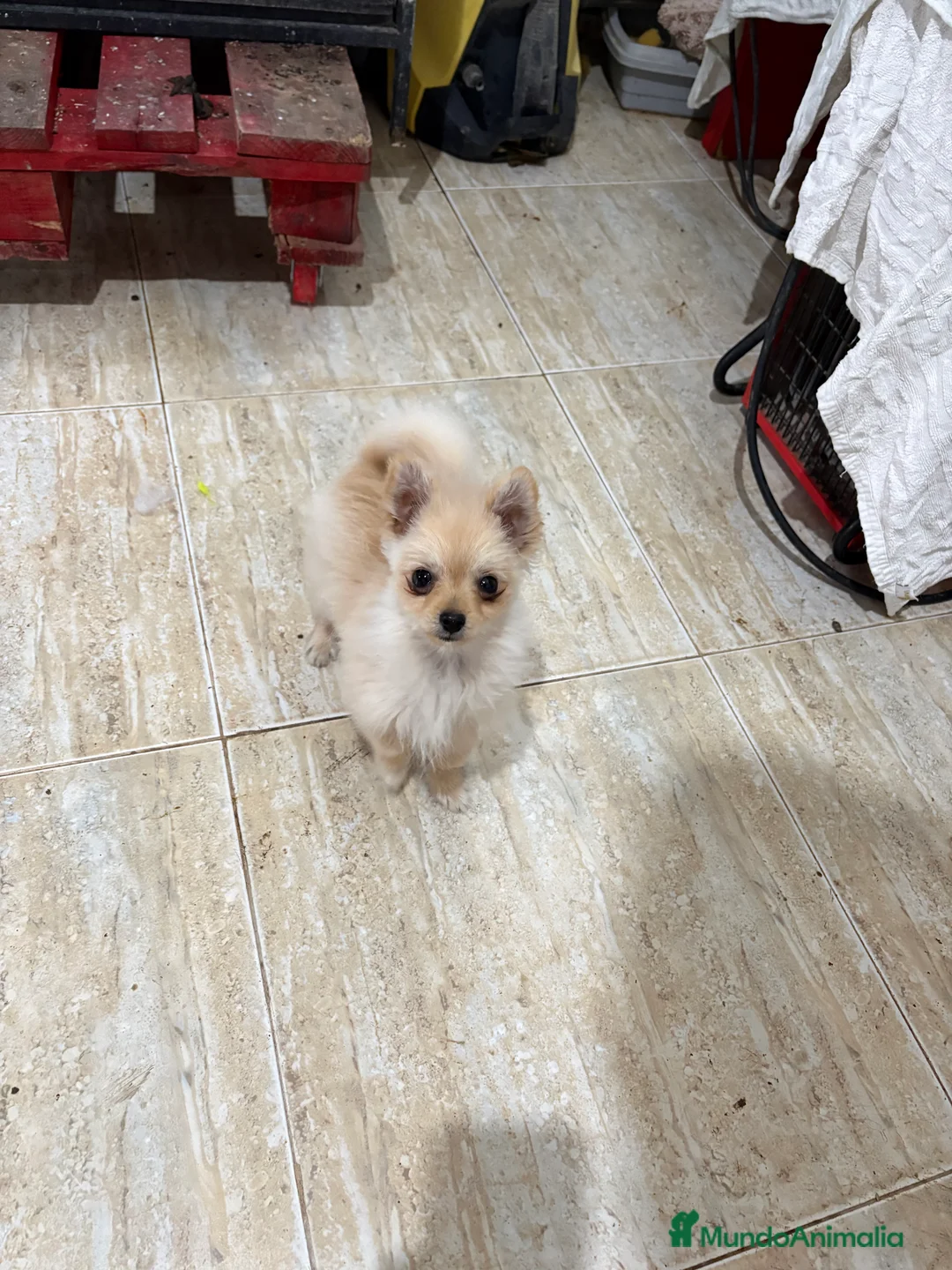 Pomerania perros en venta: Pomerania micro Toy 7 meses 790gramos  - Anuncio 13