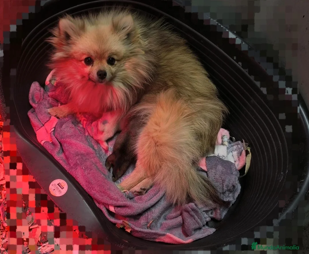 Pomerania perros en venta: Pomeranias linea rusa en mallorca  en Illes Balears - Anuncio 1