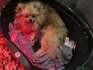 Pomerania perros Pomeranias linea rusa en mallorca - Anuncio 1