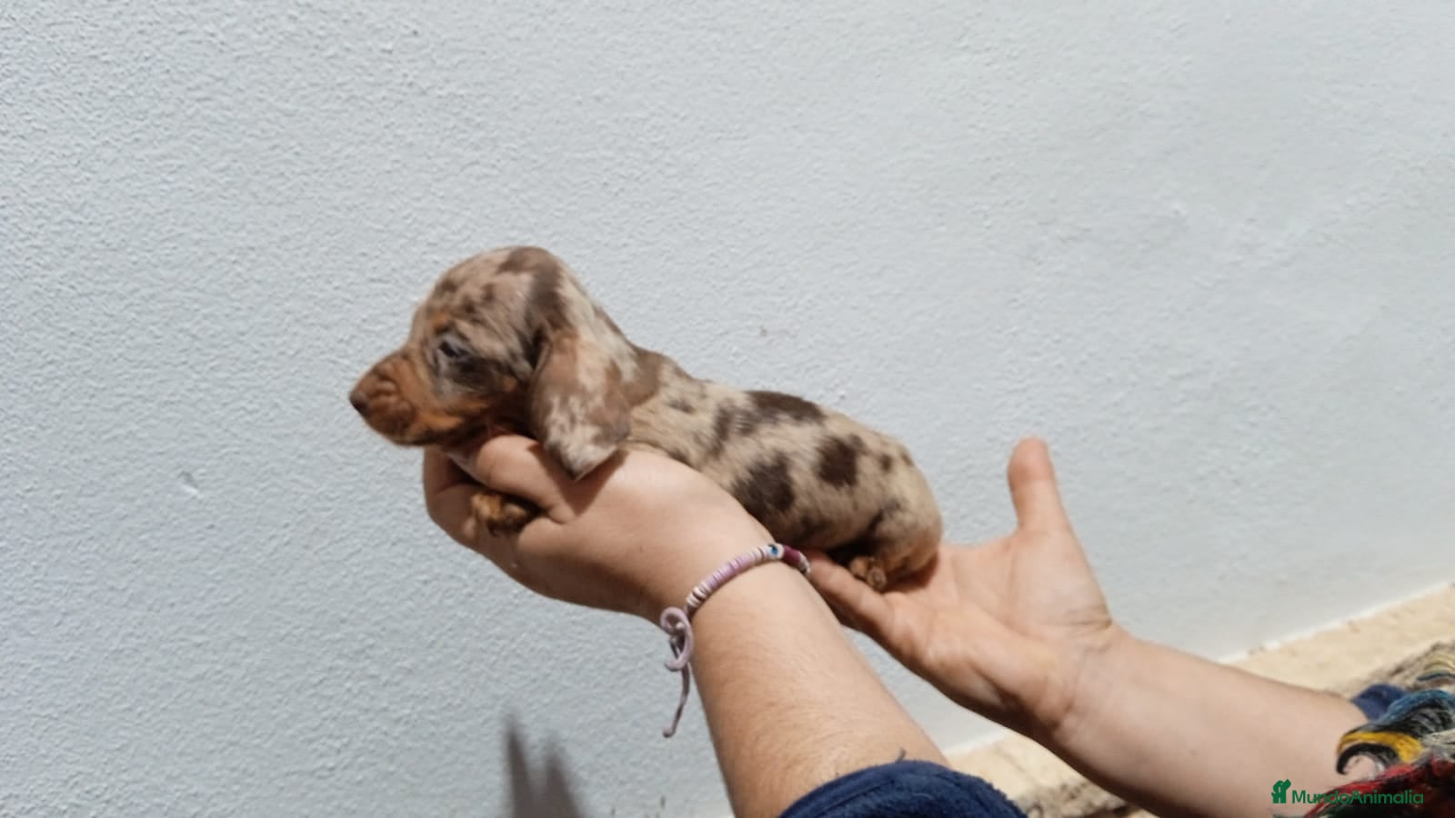 Teckel Miniatura perros Camada ade teckels miniatura  - Anuncio 5