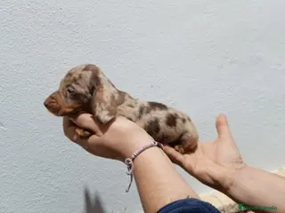 Teckel Miniatura perros Camada ade teckels miniatura - Anuncio 5