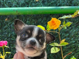 Chihuahua perros Chihuahua toy en Barcelona - Anuncio 38