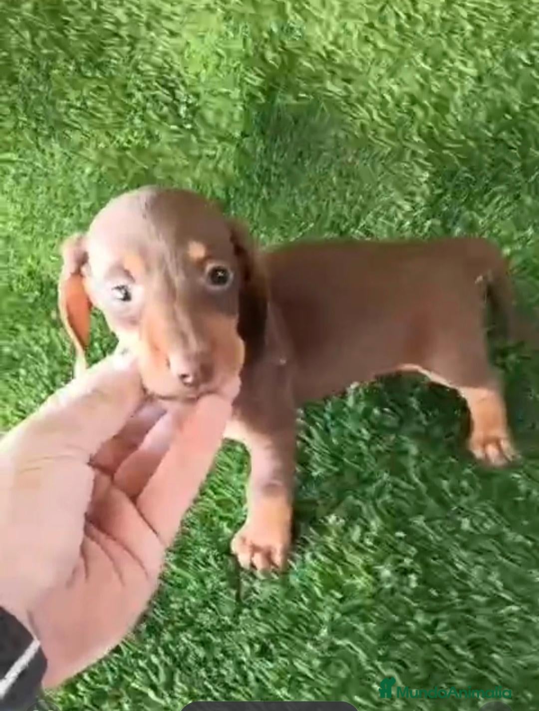 Teckel Miniatura perros en venta: Camada de teckel kaninchen chocolates y arlequín  - Anuncio 2