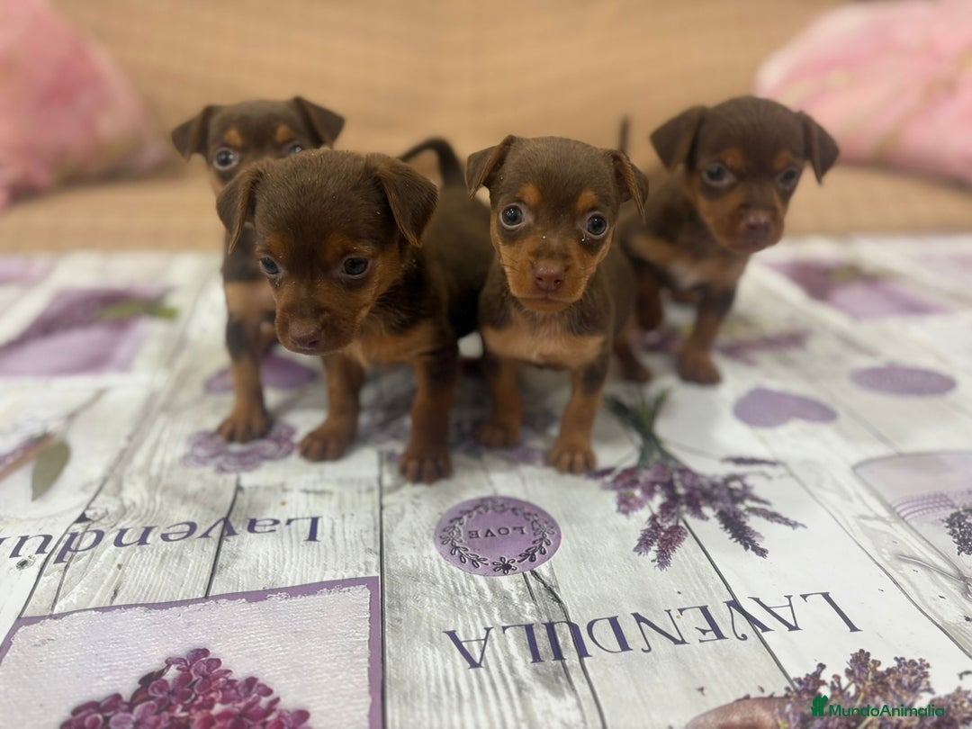Pinscher Miniatura perros en venta: Pinscher miniatura chocolate  - Imagen 10