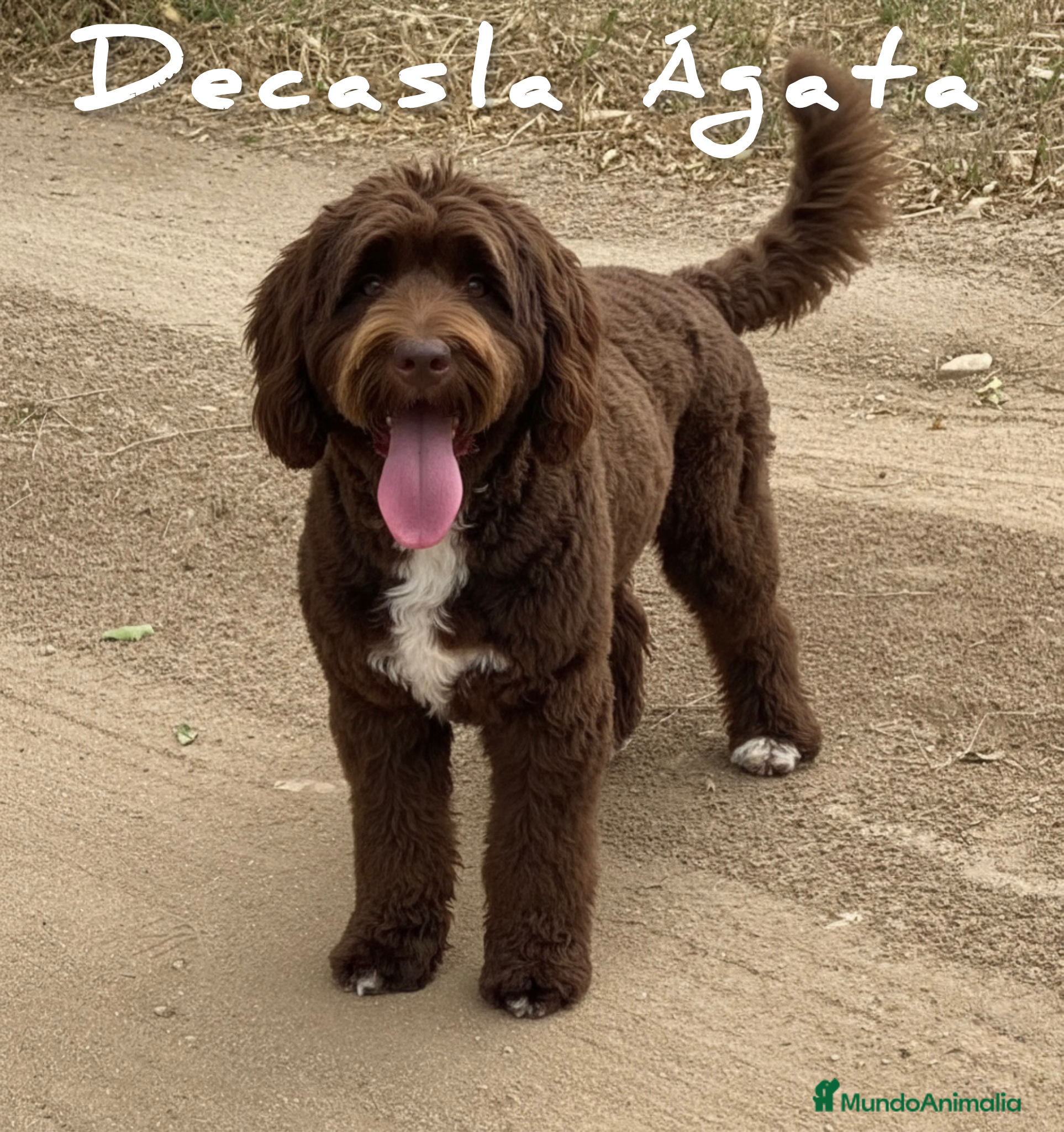 Labradoodle perros AUSTRALIAN COBBERDOG, CACHORROS CON PERFILES D ADN - Anuncio 2