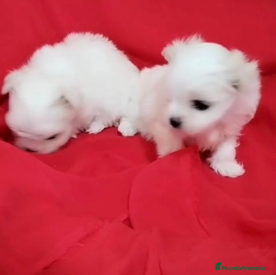 Bichón Maltés perros en venta: Bichon maltés toy coreanos - Imagen 7