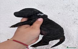 Caniche Enano perros en venta: Caniche enano pequeño  - Imagen 12