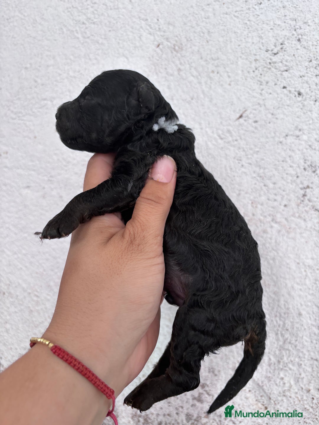 Caniche Enano perros en venta: Caniche enano pequeño  - Imagen 12