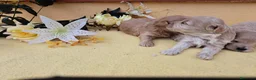 Maltipoo perros en venta: Maltipoo - Anuncio 6