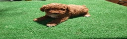 Caniche Toy perros en venta: Precioso Caniche rojo arlequín en Madrid - Anuncio 5