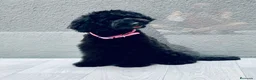 Caniche Enano perros en venta: CANICHE ENANO MEGRO AZABACHE DISPONIBLE - Anuncio 2