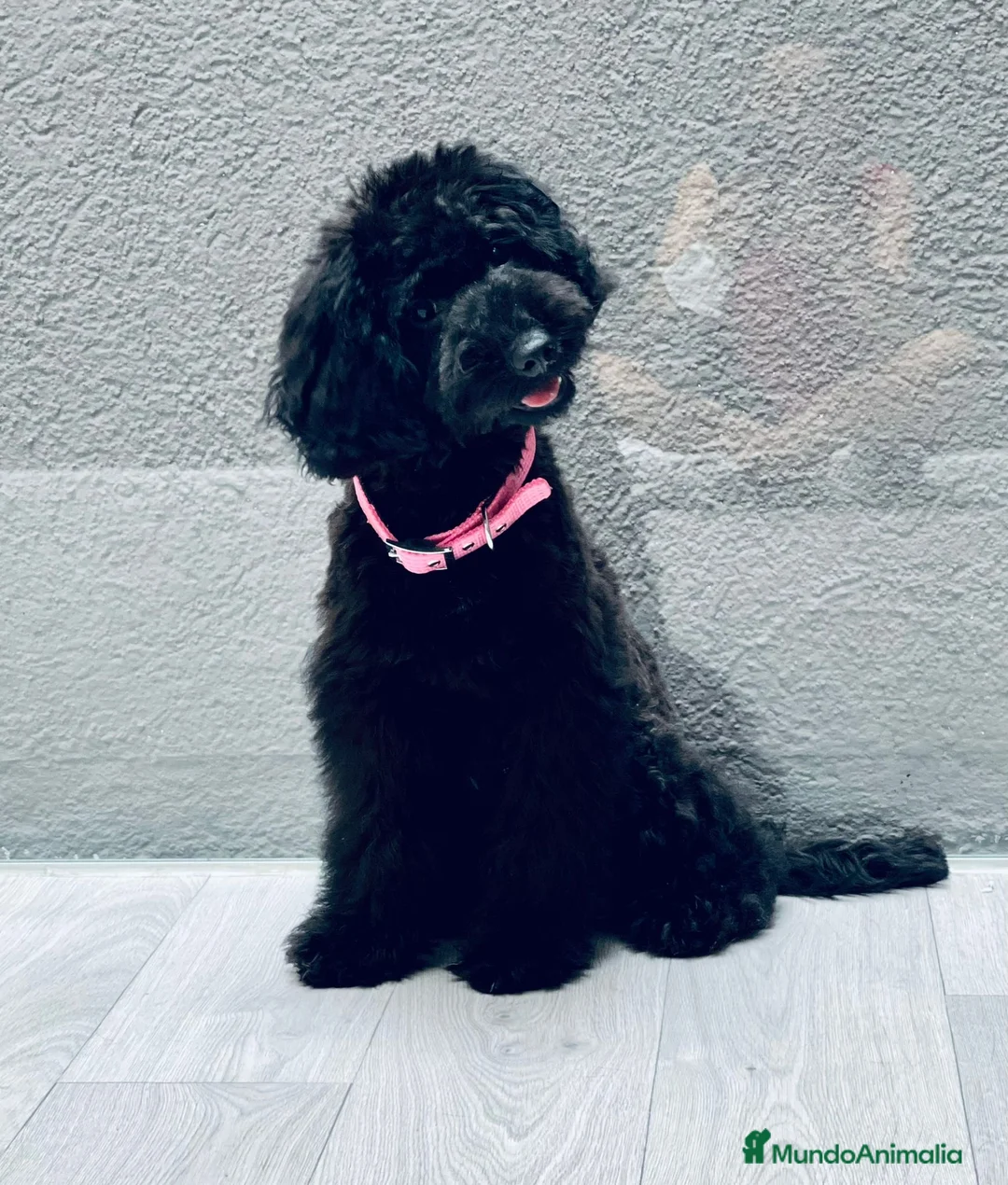 Caniche Enano perros en venta: CANICHE ENANO MEGRO AZABACHE DISPONIBLE - Anuncio 2