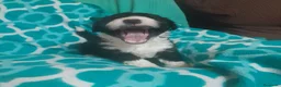 Perro de Agua Español perros en venta: PERROS DE AGUA ESPAÑOL - Anuncio 19