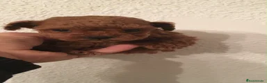 Caniche Toy 3