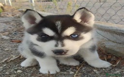 Husky Siberiano perros en venta: Husky siberiano  - Imagen 4