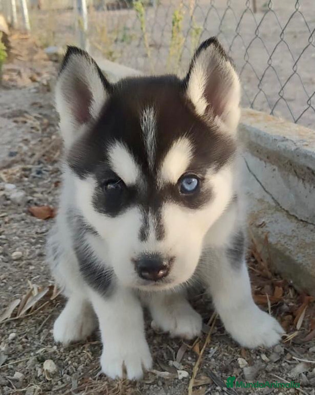 Husky Siberiano perros en venta: Husky siberiano  - Imagen 4