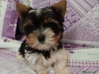 Biewer Yorkshire Terrier a la Pom Pon perros Biewer yorkshire en Cádiz - Anuncio 1