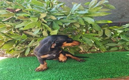 Teckel perros en venta: Teckel  canichen - Imagen 4