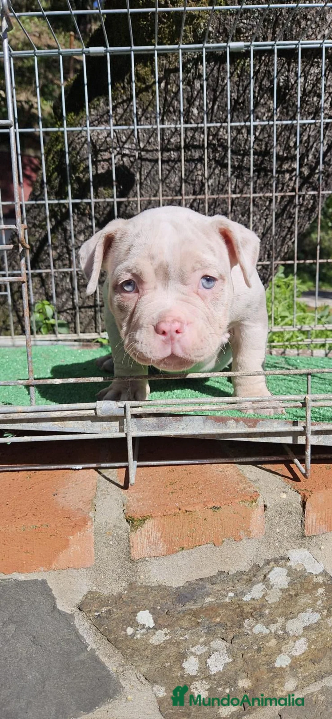American Bully perros en venta: American Bully hembra micro una pasada  - Anuncio 1