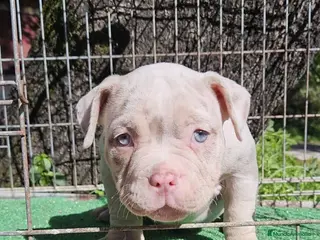 American Bully perros American Bully hembra micro una pasada - Anuncio 1