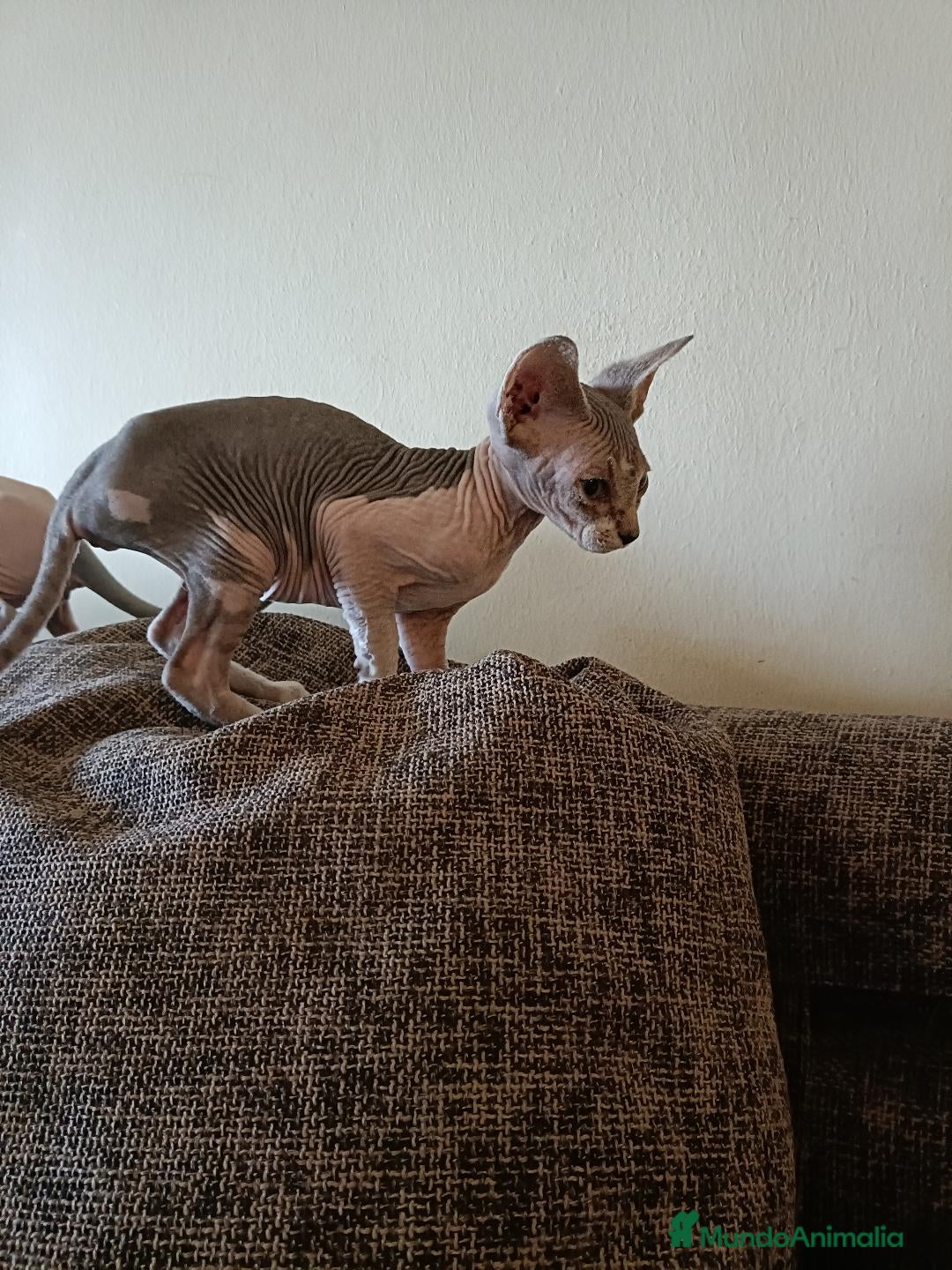 Sphynx gatos en venta: Sphynx - Anuncio 2