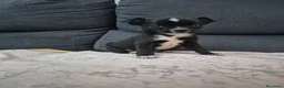 Chihuahua perros en venta: Impresionantes chihuahuas micro Toys - Anuncio 10