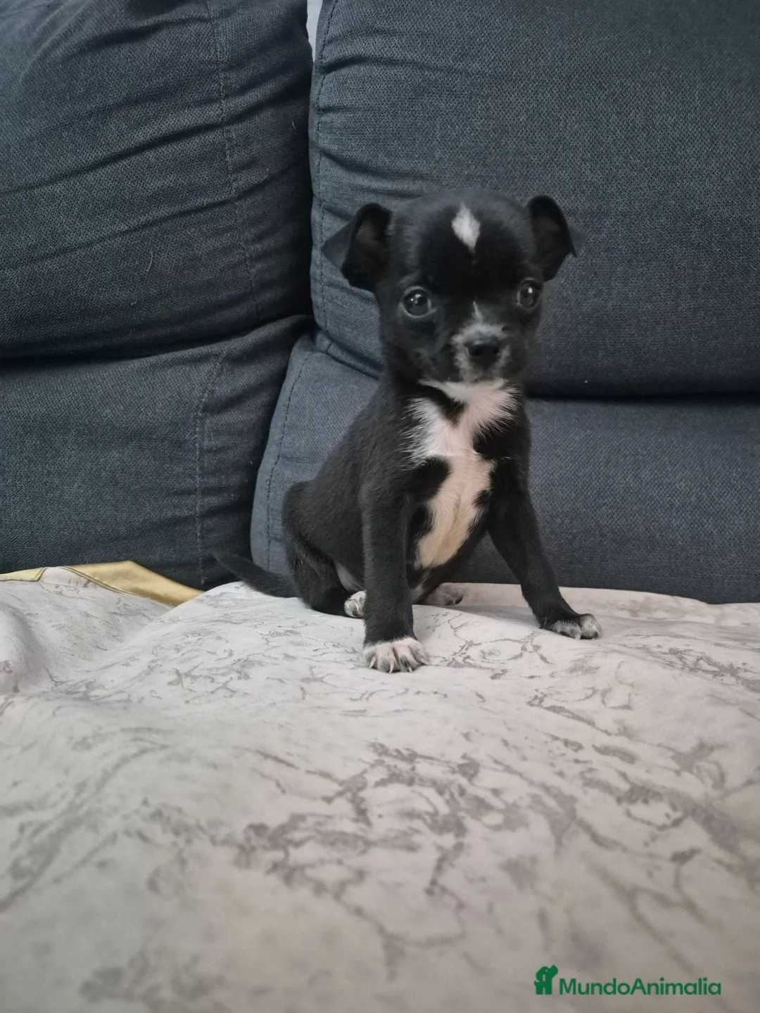 Chihuahua perros en venta: Impresionantes chihuahuas micro Toys - Anuncio 10