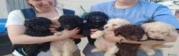 Perro de Agua Español perros en venta: Preciosos cachorros de Perro de Agua - Anuncio 22