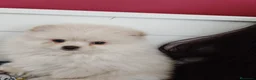Pomerania perros en venta: Pomerañia  toy  - Anuncio 11