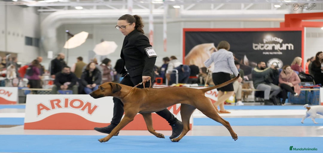 Imagen de galería {{count}}