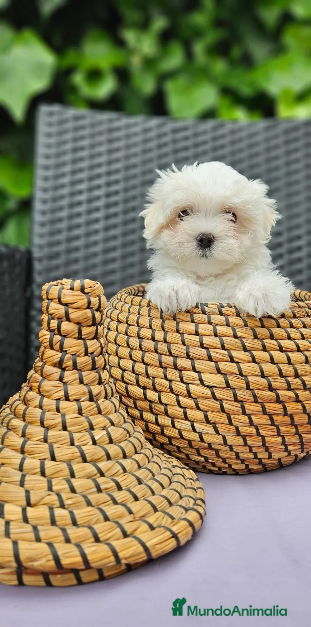 Bichón Maltés perros en venta: BICHON MALTÉS CACHORROS  en Alicante - Anuncio 2