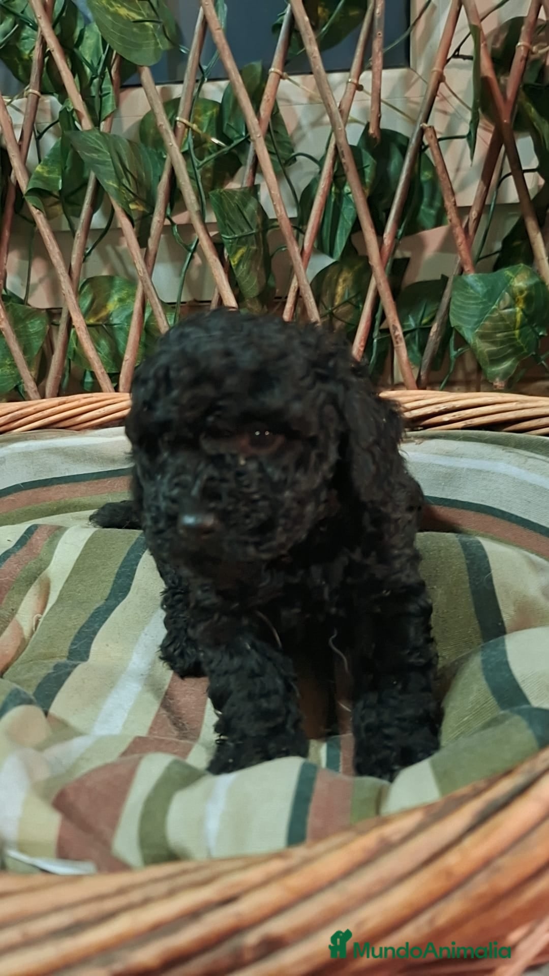 Caniche Toy perros en venta: Caniche toys disponible  - Anuncio 6