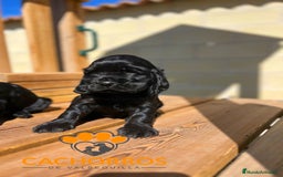 Cocker Spaniel Inglés perros en venta: Cocker negro - Imagen 5