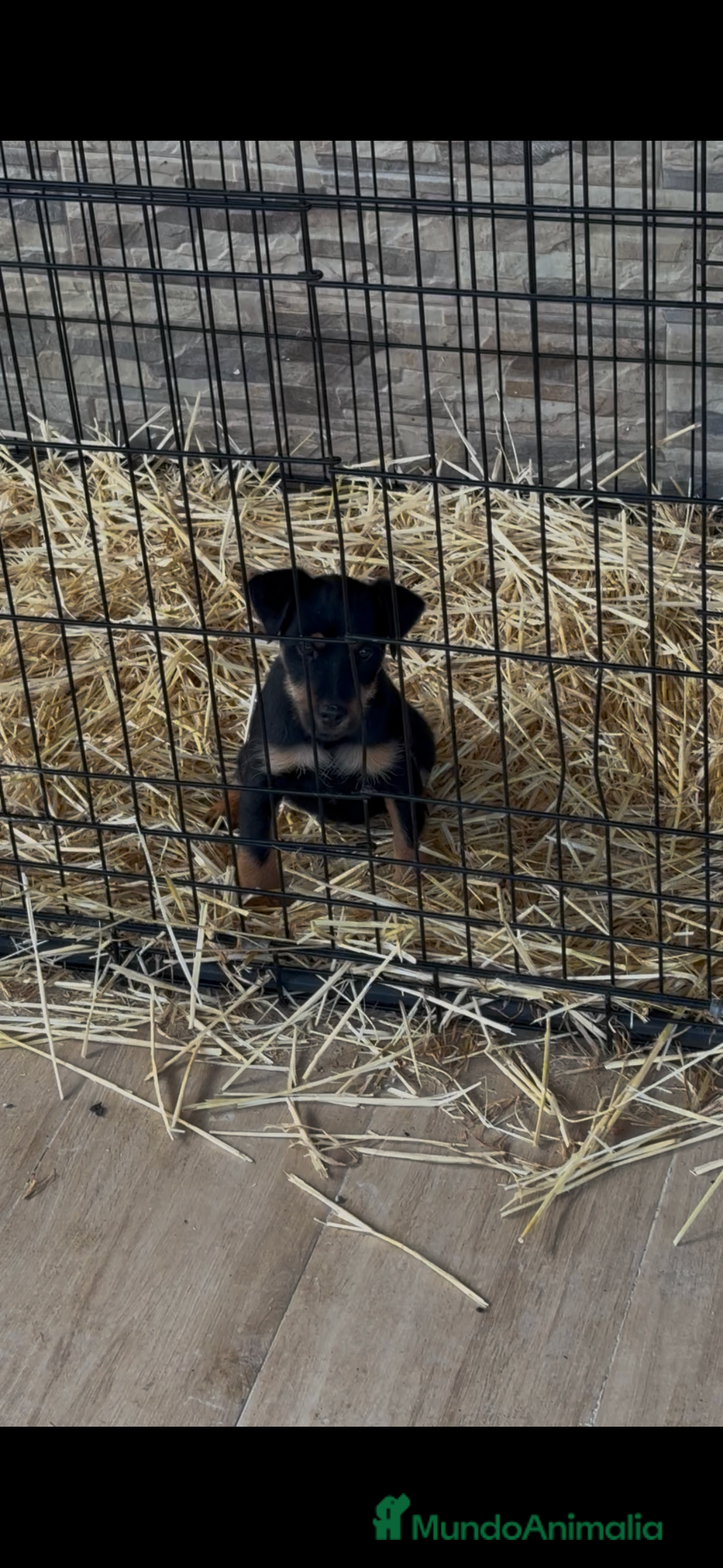 Terrier Alemán de Caza perros en venta: Hembra Jagd terrier  - Anuncio 2