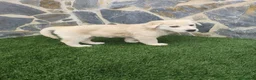 Labrador Retriever perros en venta: Labrador retriever  - Anuncio 4