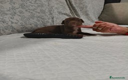 Chihuahua perros en venta: Chocolate macho  - Imagen 5