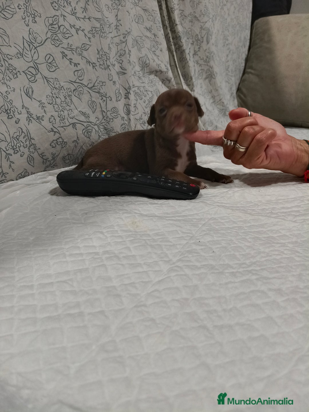 Chihuahua perros en venta: Chocolate macho  - Imagen 5