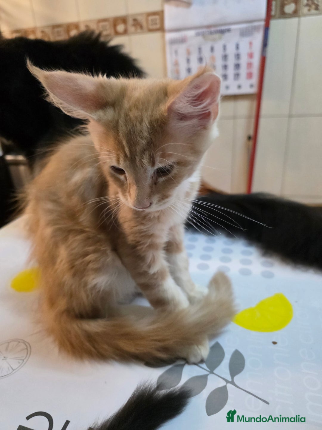 Maine Coon gatos en venta: A. MAINE COON  en León - Imagen 10