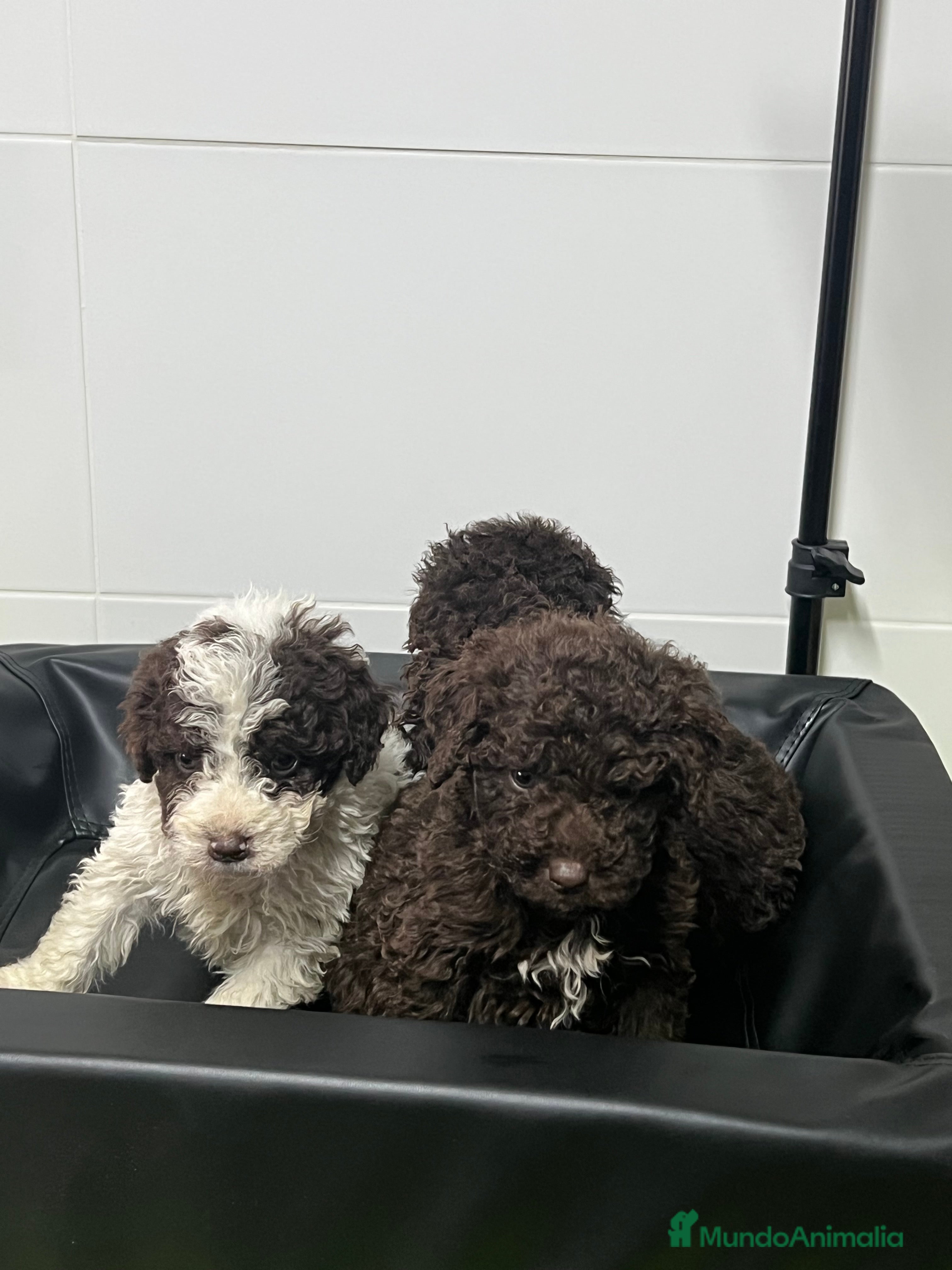 Perro de Agua Español perros Perro aguas choco y blanco choco  - Anuncio 1