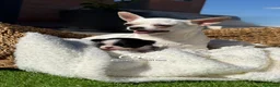 Chihuahua perros en venta: CHIHUAHUA - Anuncio 4