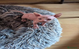 Sphynx gatos en venta: GATITOS SPHYNX HEMBRA ELFA - Imagen 2
