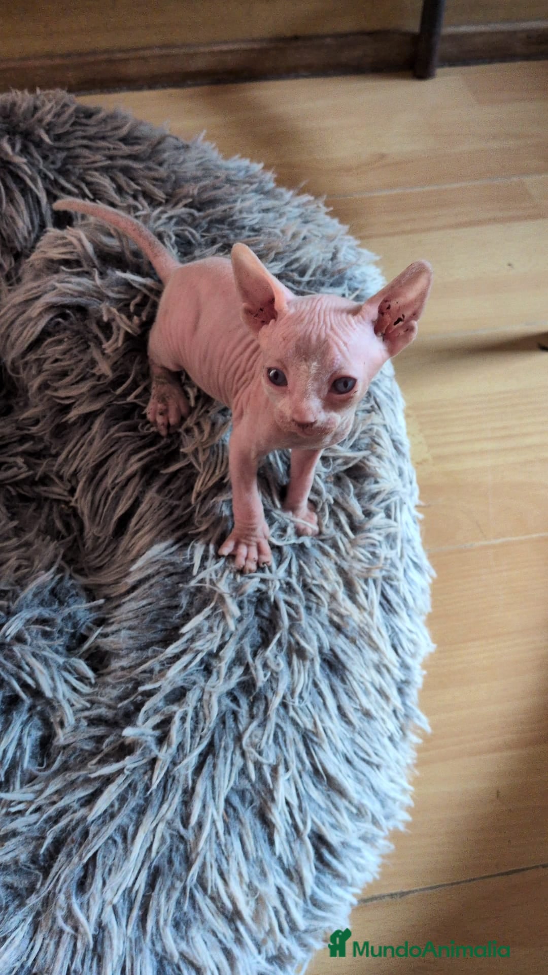 Sphynx gatos en venta: GATITOS SPHYNX HEMBRA ELFA - Imagen 2