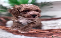 Caniche Toy perros en venta: CANICHE TOY MACHO - Imagen 7